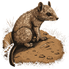 Mouse Gerbil Animal