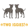 Italian Greyhound Greyhound Dogs