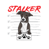 Lévrier italien Greyhound Chiens