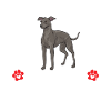Italian Greyhound Greyhound Dogs