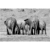 Cuddling Elephants