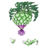 Cœur d'Artichaut Vert