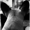 French Bulldog Picture
