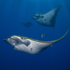 Mantas auf den Azoren
