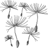 Dandelions