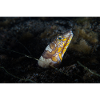 Napoleon snakes eel