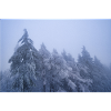 Trees in the snow