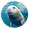 Manatee