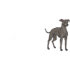 Lévrier italien Greyhound Chiens