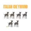 Italian Greyhound Greyhound Dogs