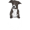 Italian Greyhound Greyhound Dogs