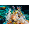 Scorpion fish