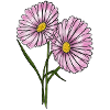 Daisy