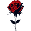 Rote Rose