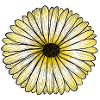 Yellow daisy