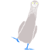 Booby