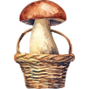 Large mushroom
