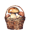 Cèpes dans un panier