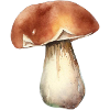Boletus mushroom