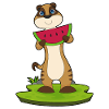 Erdmännchen Wassermelone Frucht