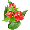 Red ANTHURIA