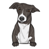 Lévrier italien Greyhound Chiens