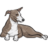 Italian Greyhound Greyhound Dogs