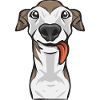 Italian Greyhound Greyhound Dogs