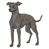 Italian Greyhound Greyhound Dogs