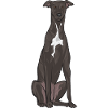 Lévrier italien Greyhound Chiens