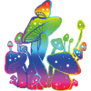 Raionbow Mushrooms