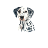 Gifts for Dalmatian Lovers