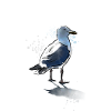 GoelanFecamp TBlancs