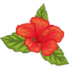 Hibiskusblüte