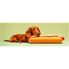 Dachshund Wiener Dog Hotdog Teckel