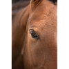 Oeil de cheval