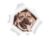 Dog peeking through hole
