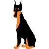 Doberman dog