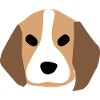 Beagle chiot face 1