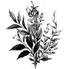 Botanical diversity