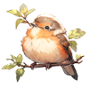 Singvogel