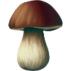 mushroom boletus