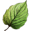 Leaf Gün