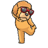Goldendoodle dog dancing with sunglasses