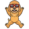 Goldendoodle dog dancing with sunglasses