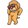 Goldendoodle dog dancing with sunglasses