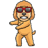 Goldendoodle dog dancing with sunglasses