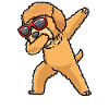 Goldendoodle dog dancing with sunglasses