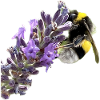 Lavender Bumblebee