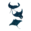 Mantarochen Manta Ray